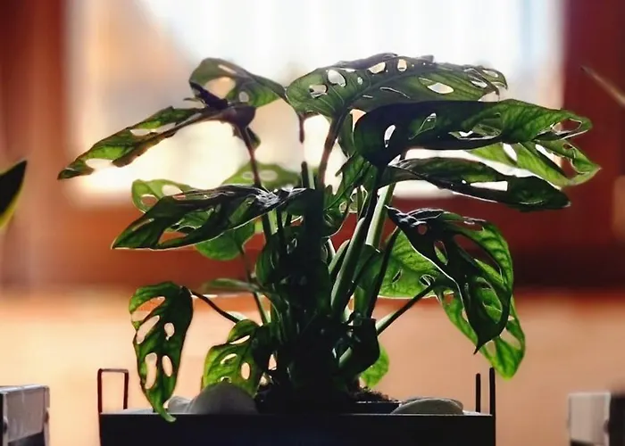 بيت للعطل Le Contrade *